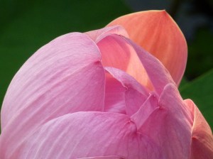 A listening journey to the heart of this year's Bali Spirit Festival