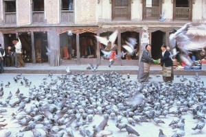 pigeonsnepal