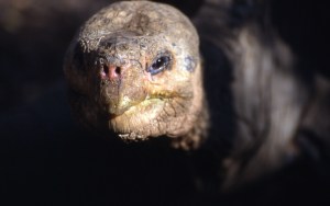 lonesome george 5