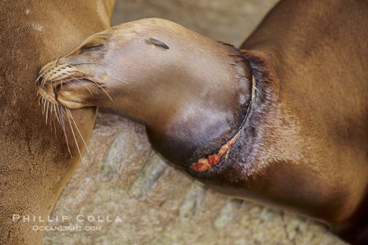 I saw injuries like this often in the Galapagos. This image is of a California Sea Lion from www.oceanlight.com
