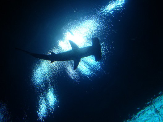hammerhead